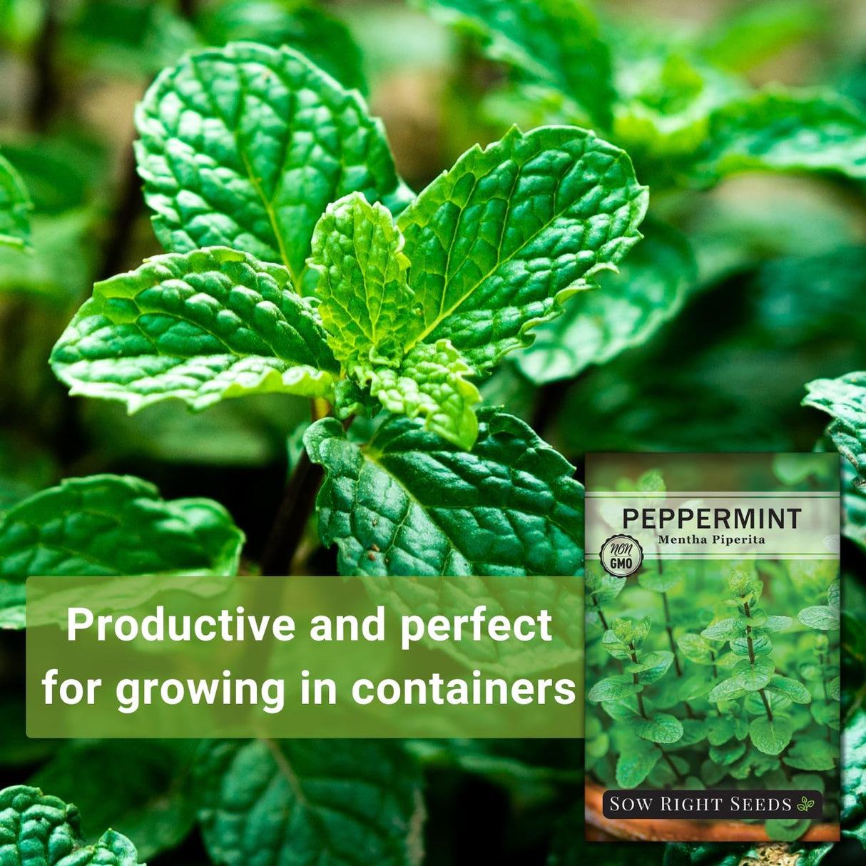 Semillas de Menta - Sow Right Seeds - No-GMO y Herencia - 1 paquete