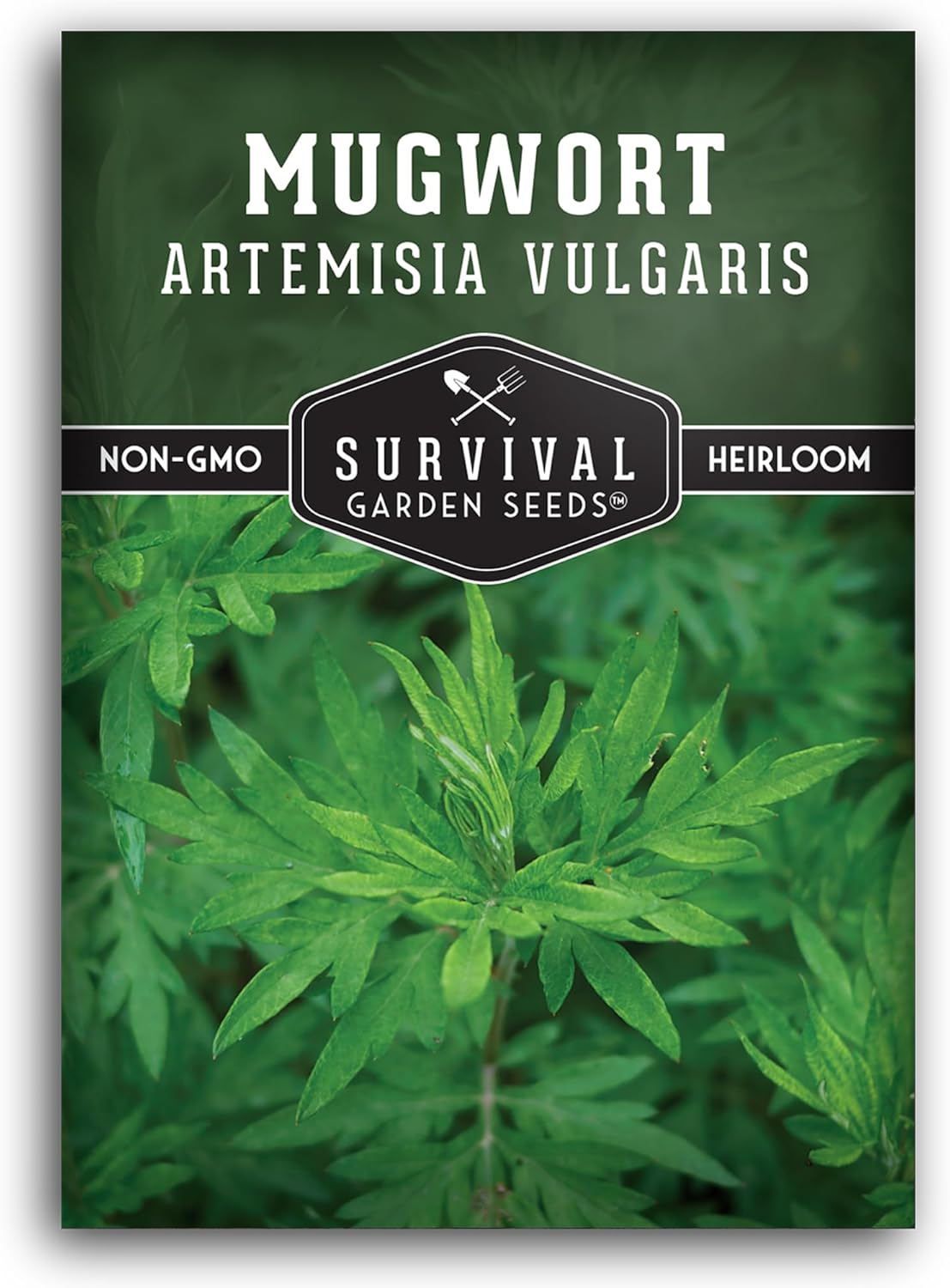 Semillas de Artemisa Común - Heirloom, No GMO - 1 Paquete