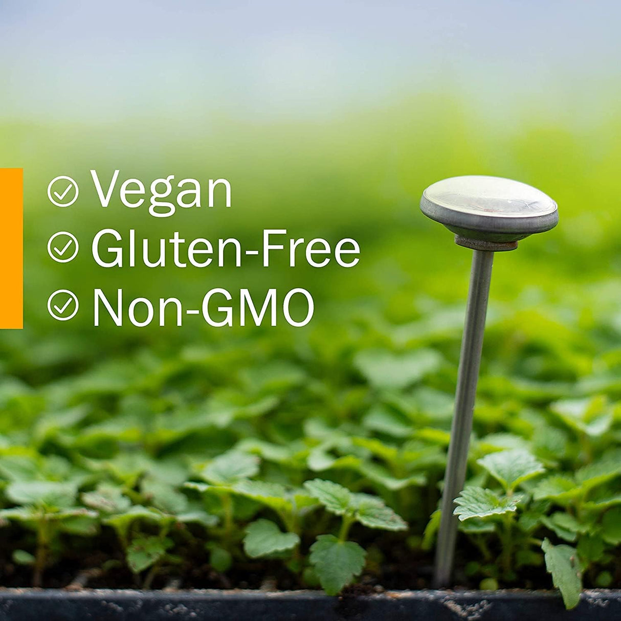 Suplemento Extracto y Aceite de Orégano Apoyo Inmunológico