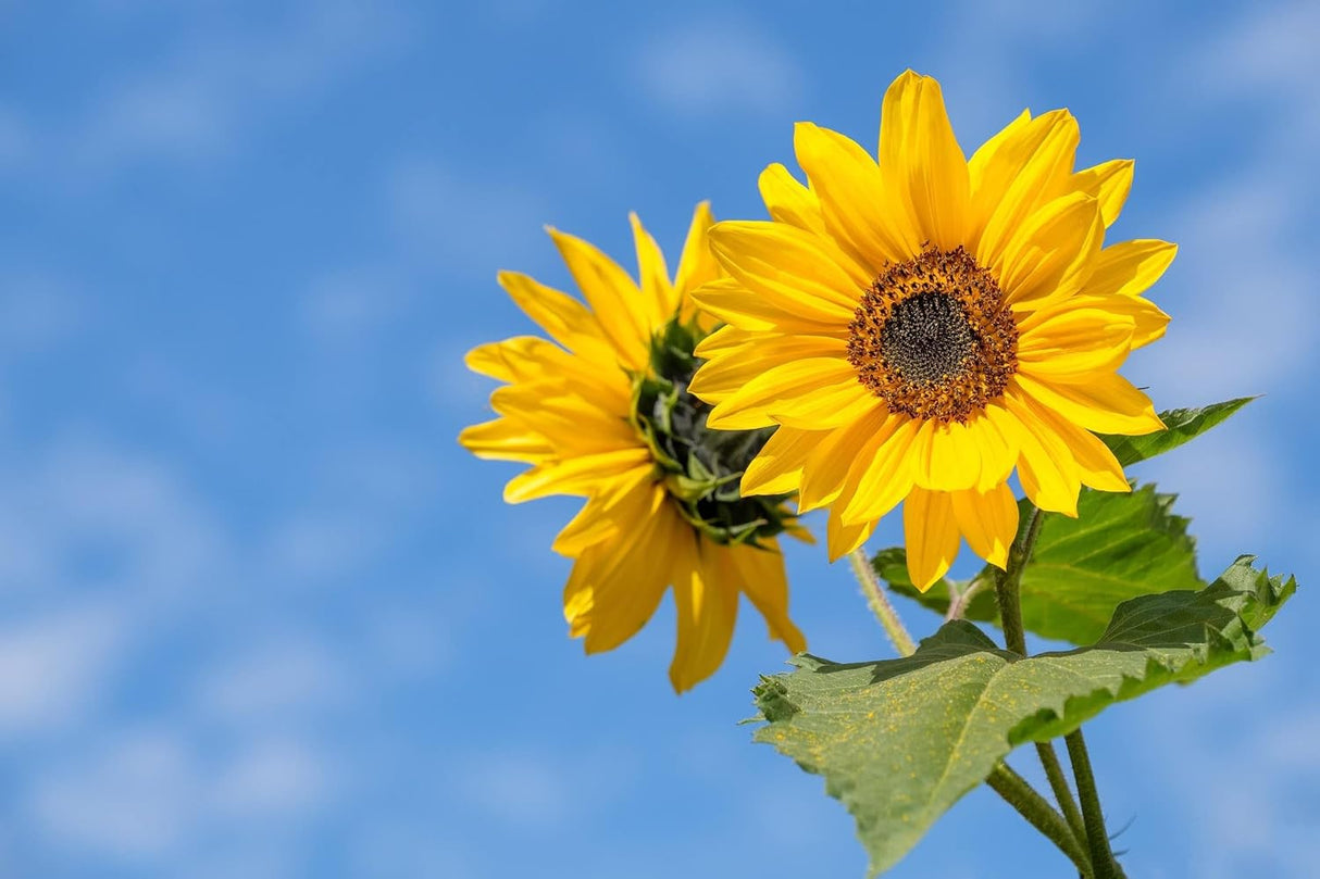 Paquete de 25 Semillas de Flores - Variedades Variadas - EE. UU.