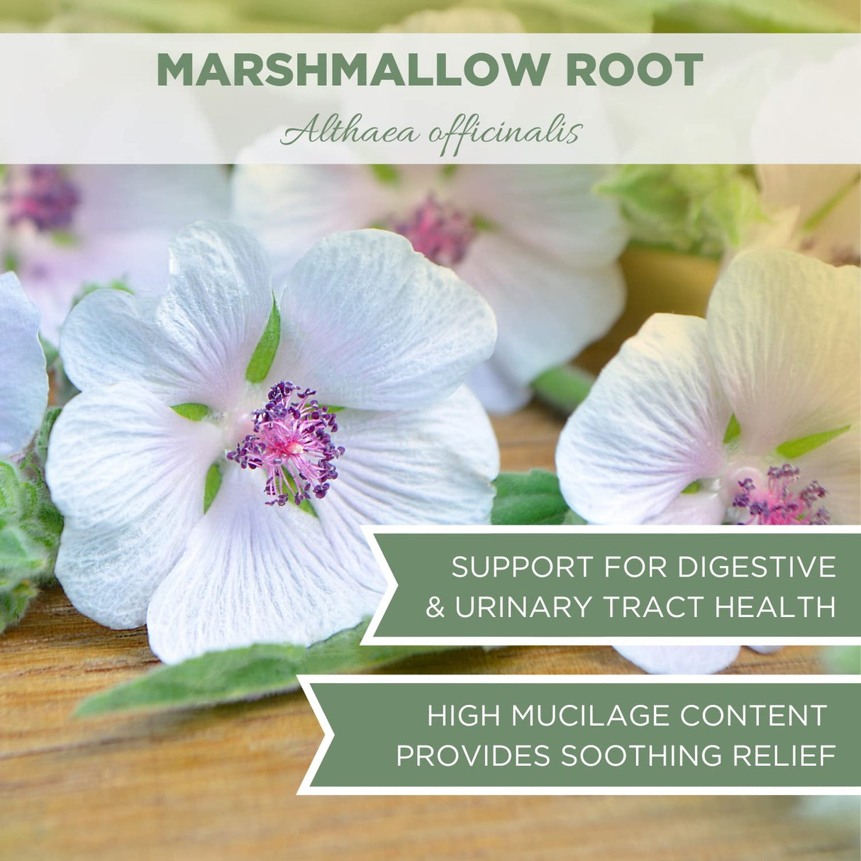 Suplemento Hierba orgánica de raíz de malvavisco de 4 onzas