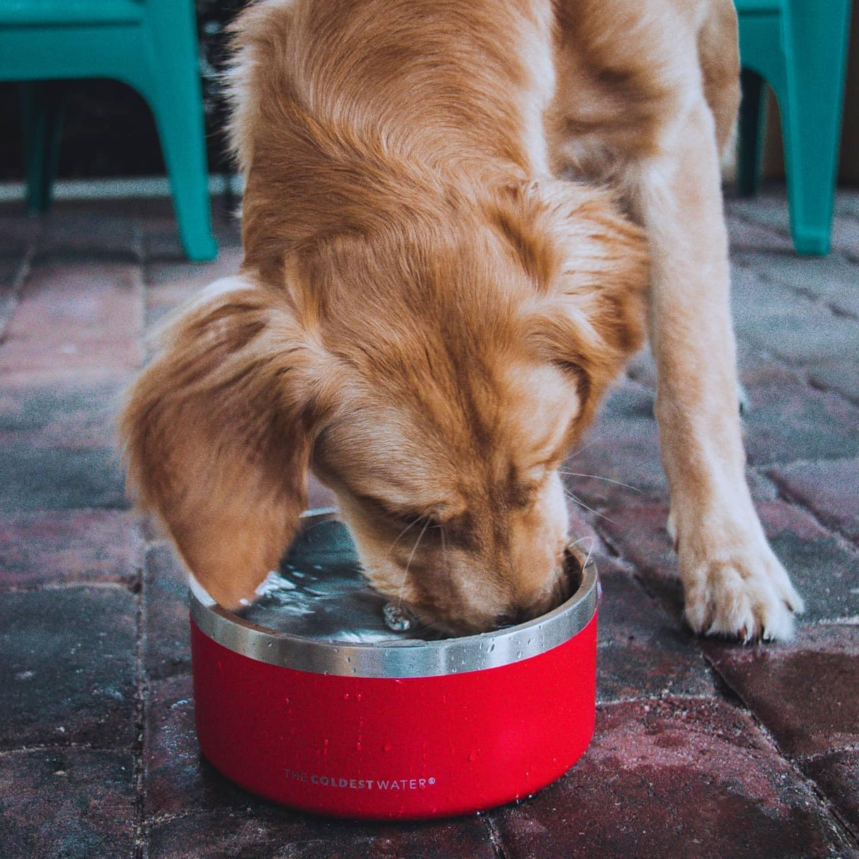 Cuenco Frío para Mascotas - Purpurina roja caramelo