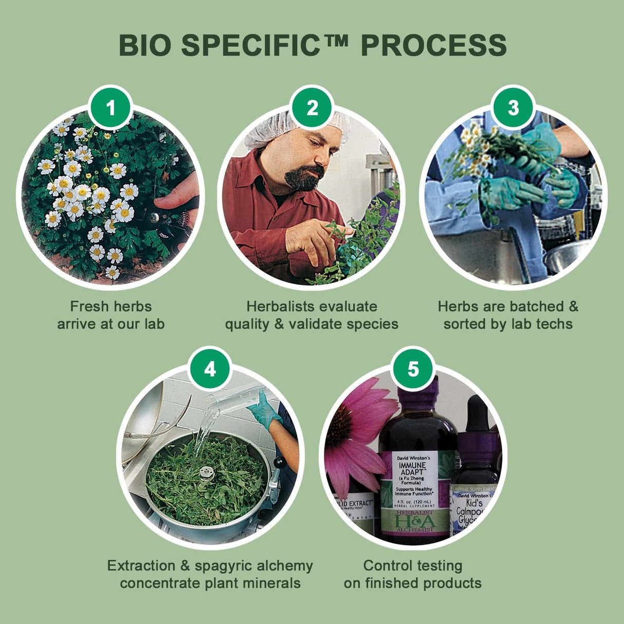 Suplemento Herbalist & Alchemist David Winston paquete de 2