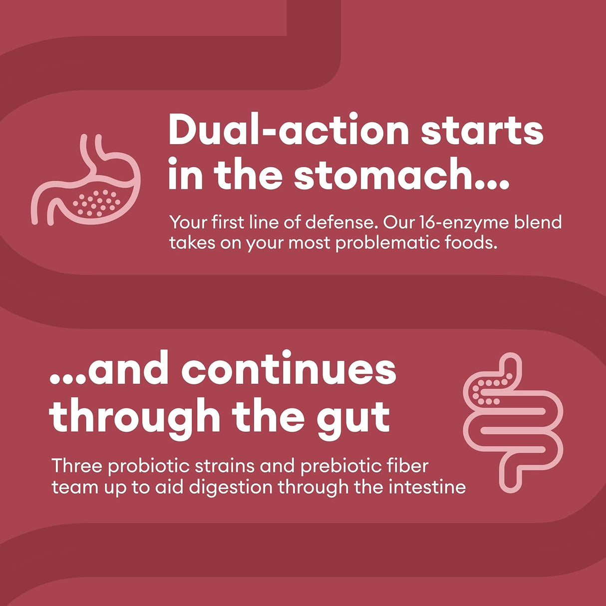 Suplemento Enzimas digestivas múltiples bromelina prebiótico
