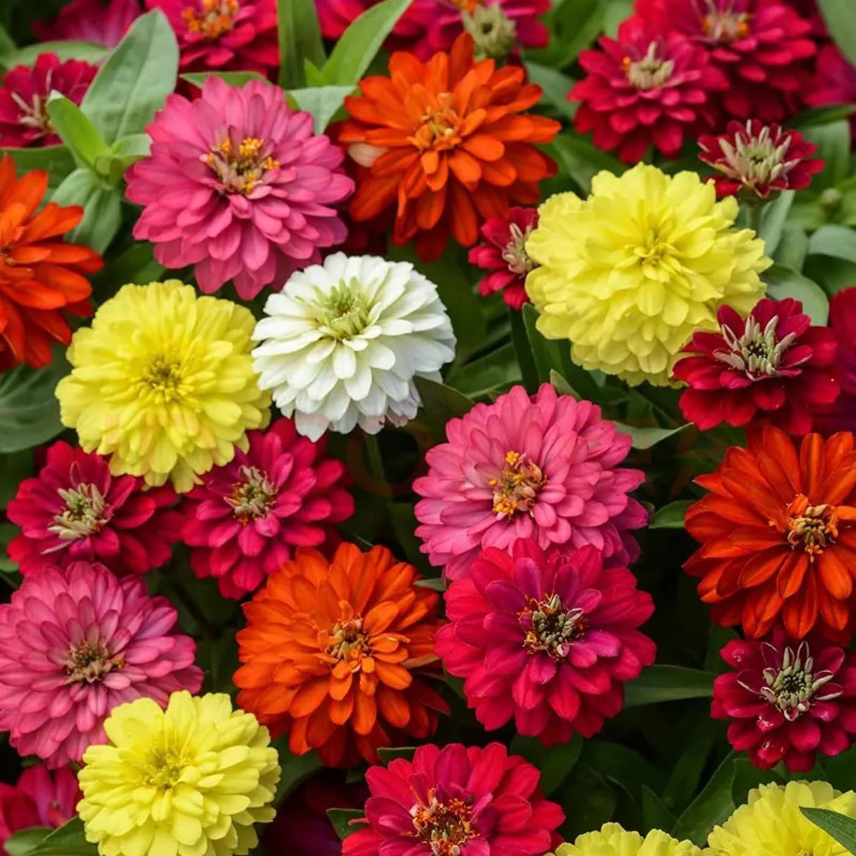 Semillas de Zinnia Elegans Heirloom - Mezcla Abundante 1000+