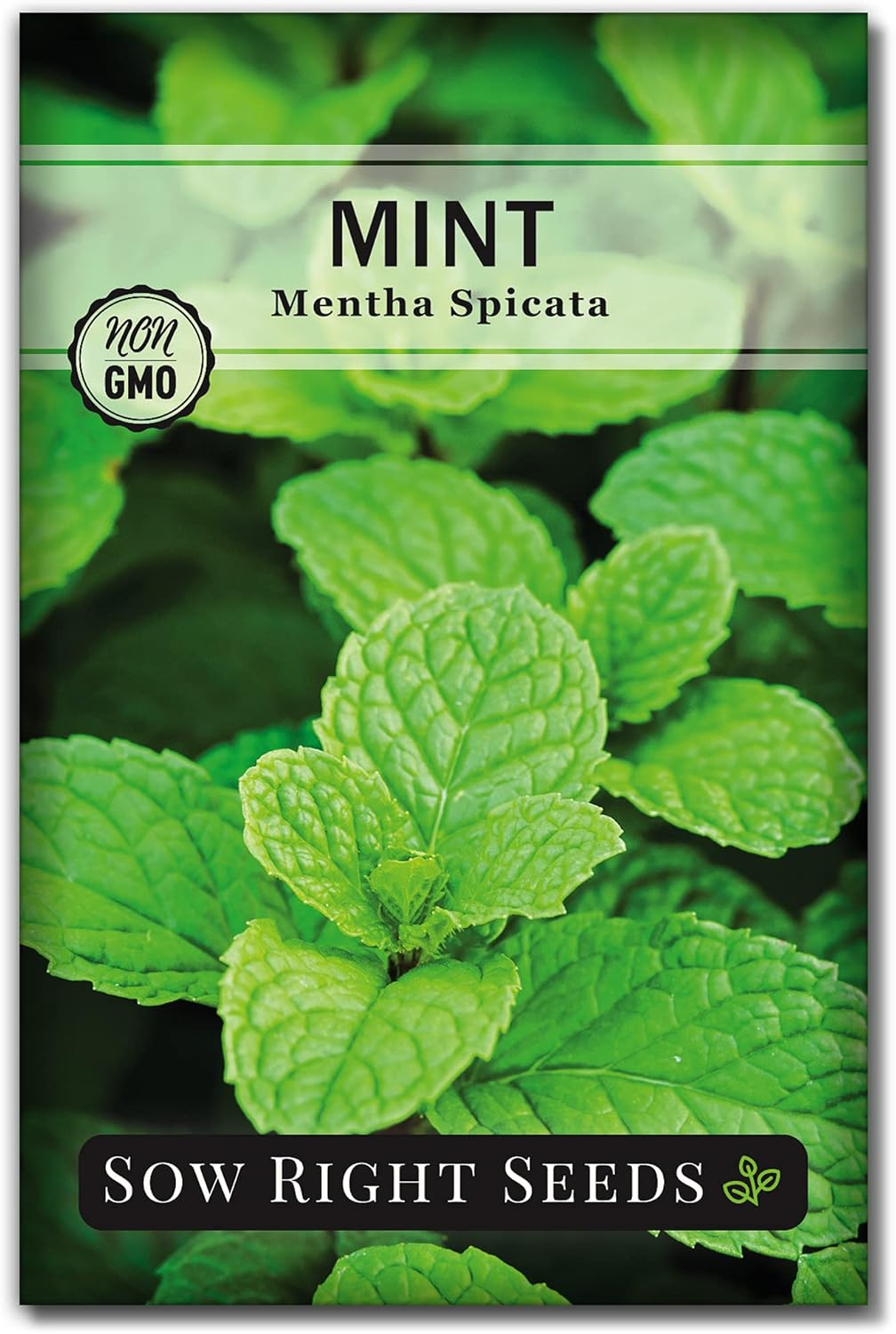 Semillas de Menta - Sow Right Seeds - No GMO, Herencia, 1 paquete