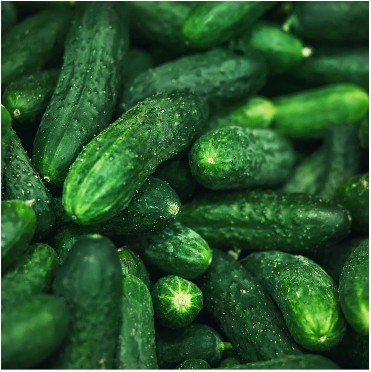 Semillas de pepino orgánico Spacemaster - Everwild Farms