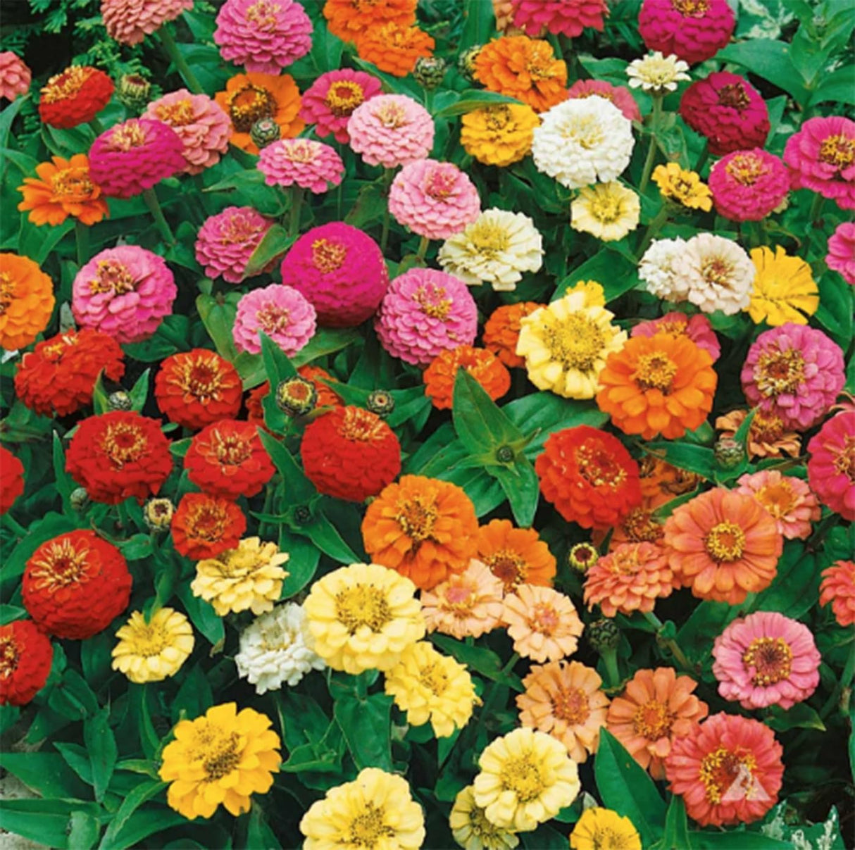 Semillas de Zinnia Elegans Heirloom - Mezcla Abundante 1000+
