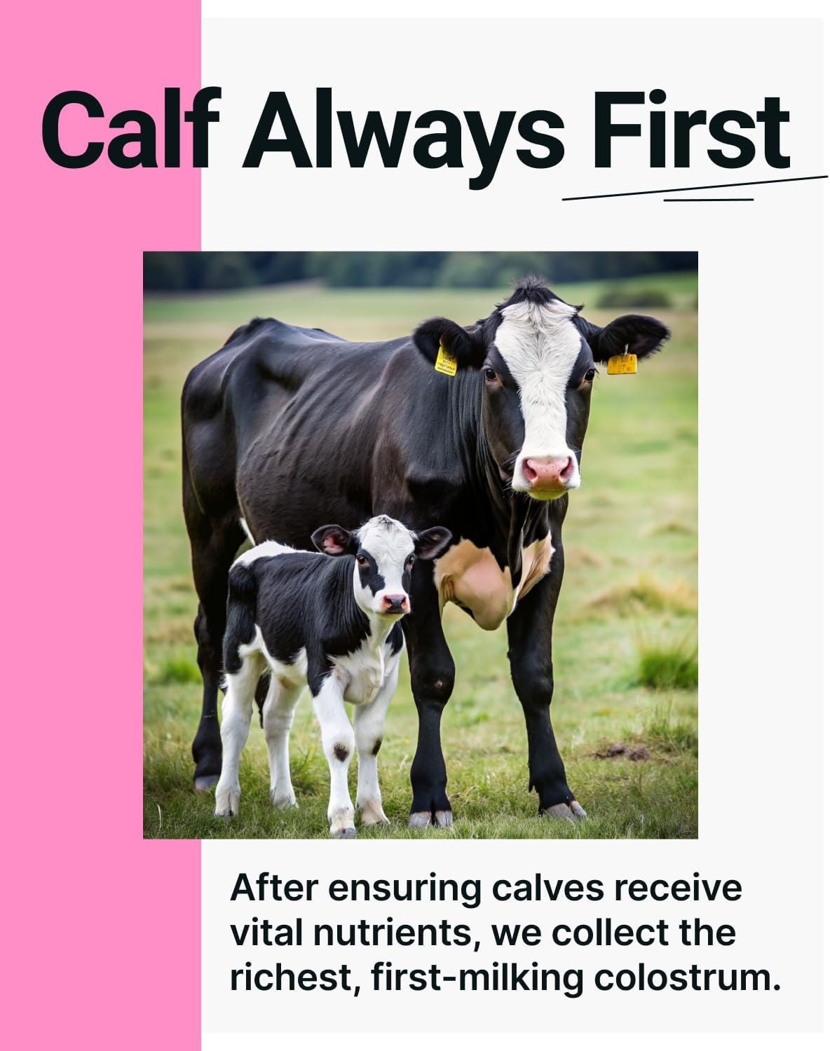 Colostro Premium en Polvo - Inmunidad, Salud Intestinal