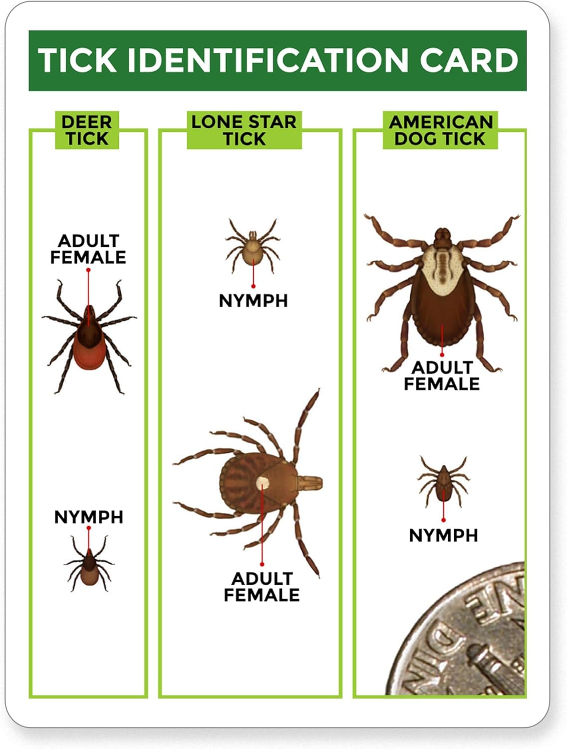 Juego de 3 Removedores de Garrapatas - Herramientas + Tarjeta