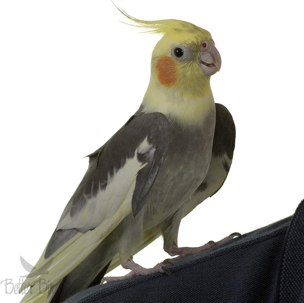 Better Bird, Alimento de cacatúa premium, tarro de 4.5 libra