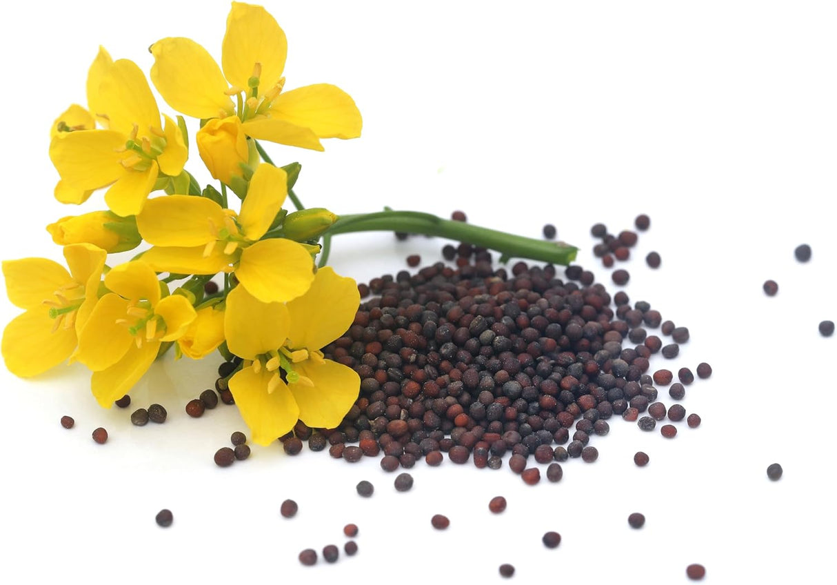 Semillas de Mostaza Florida, Heirloom, No GMO, Brassica Juncea