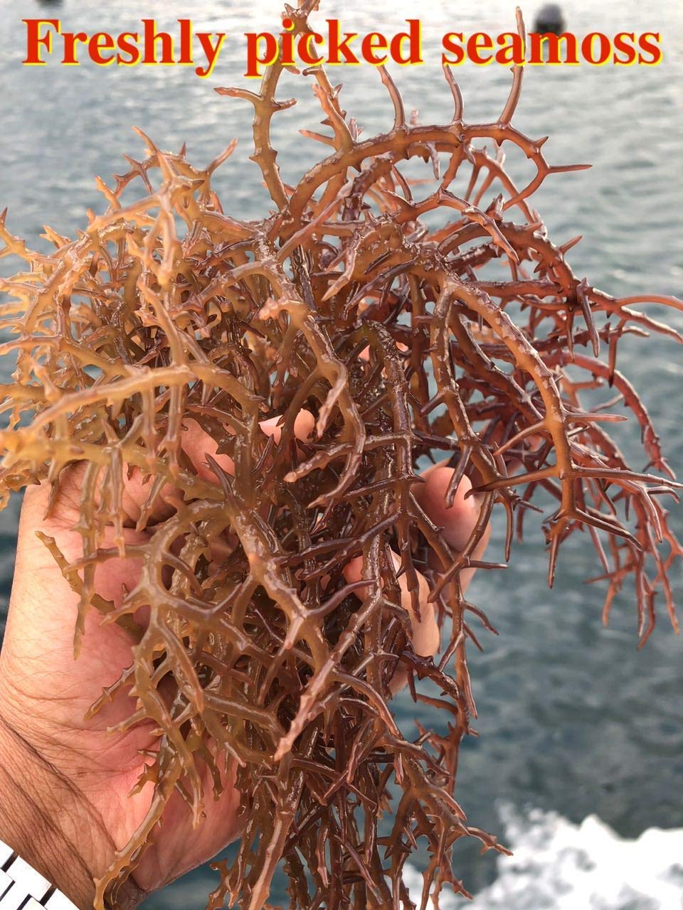 Sea Moss Seco 8oz Caribeño Superalimento Cosecha Silvestre