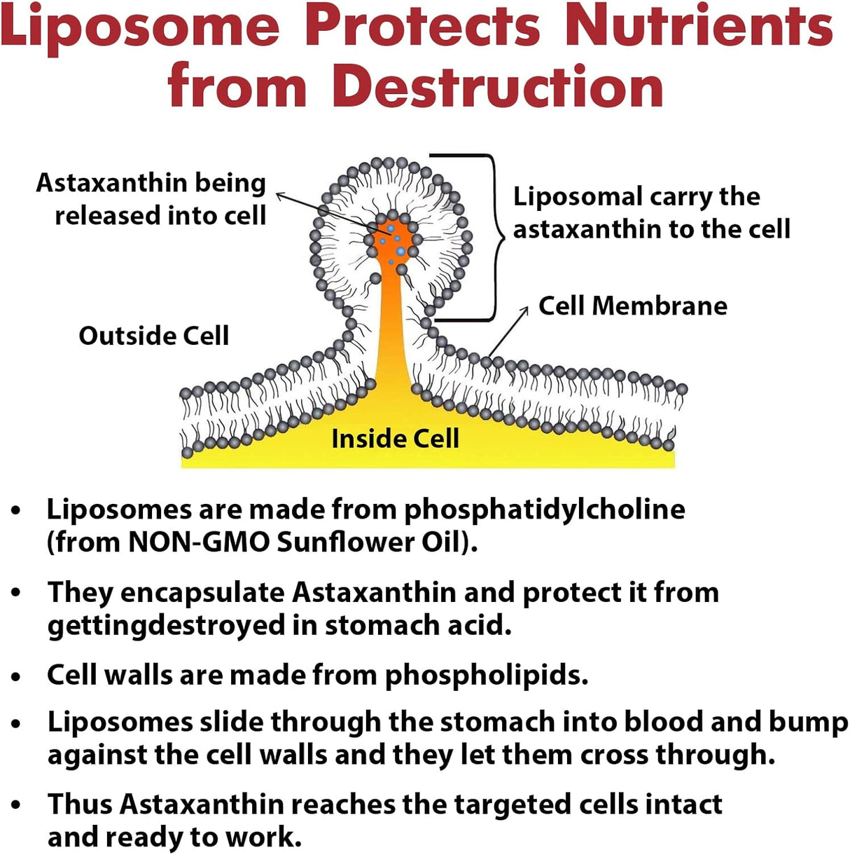 Suplementos Alimenticios de asstaxantina liposomal