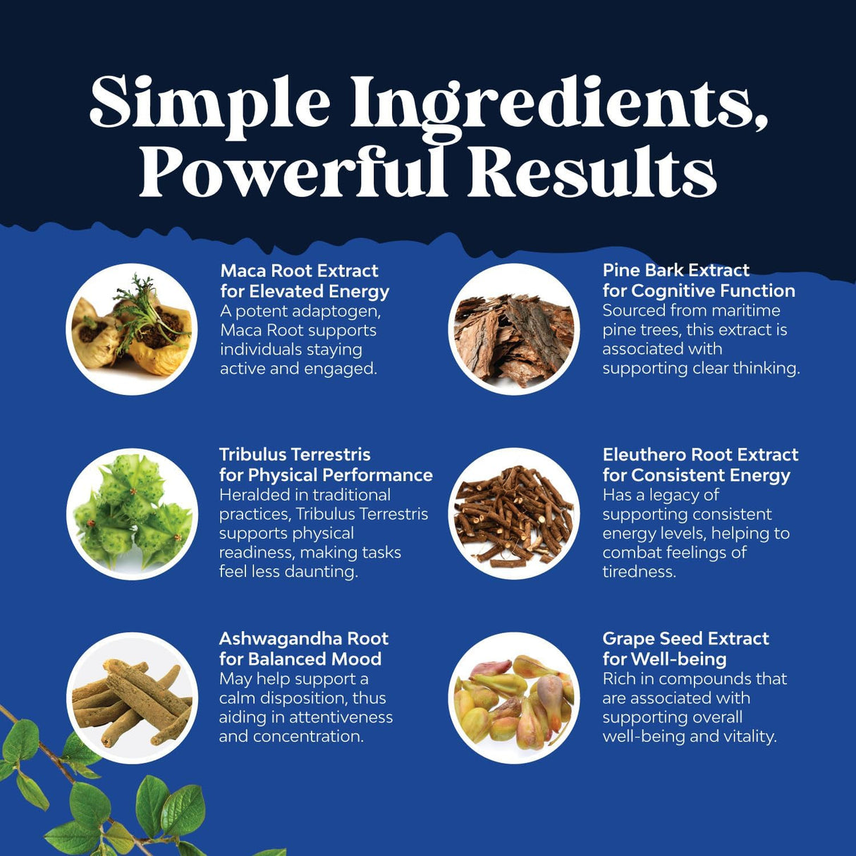 Suplemento Cápsulas de raíz de maca negra para hombres