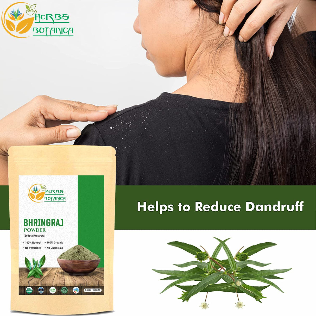 Polvo orgánico Bhringraj Eclipta Alba para cabello radiante