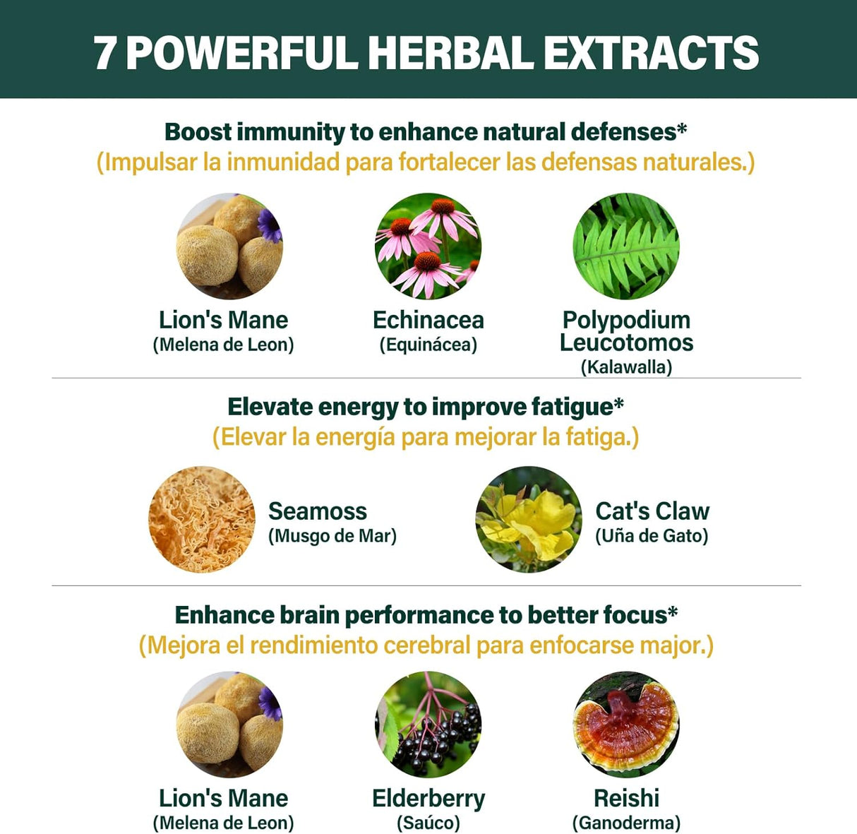 Suplemento melena de León, Equináce para Memoria e Inmunidad