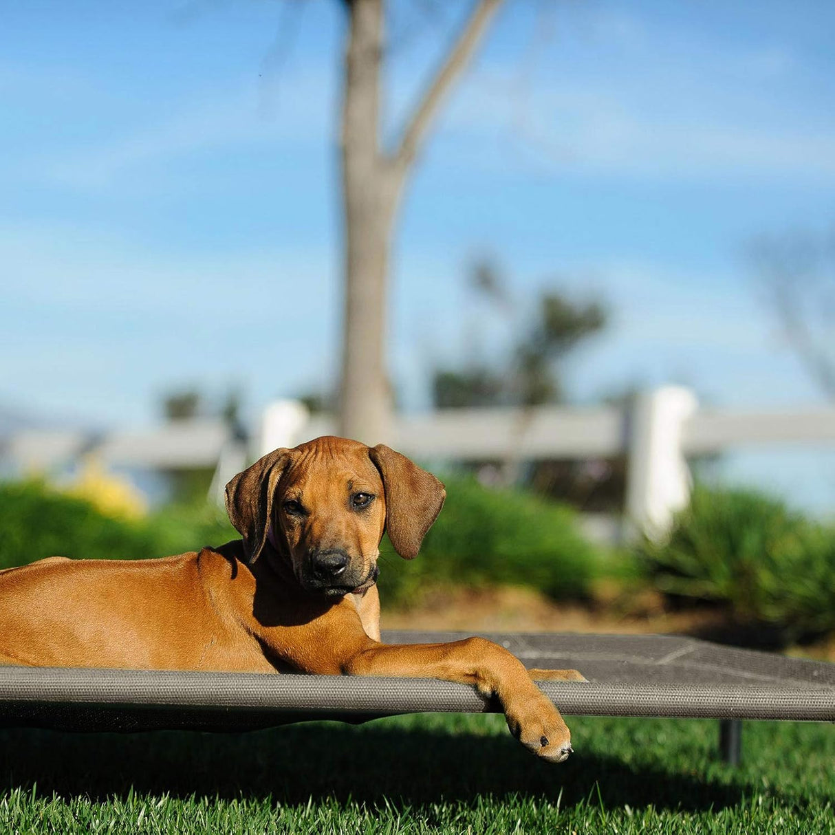 Cama elevada para perros Veehoo, portátil, malla, CWC1803-L