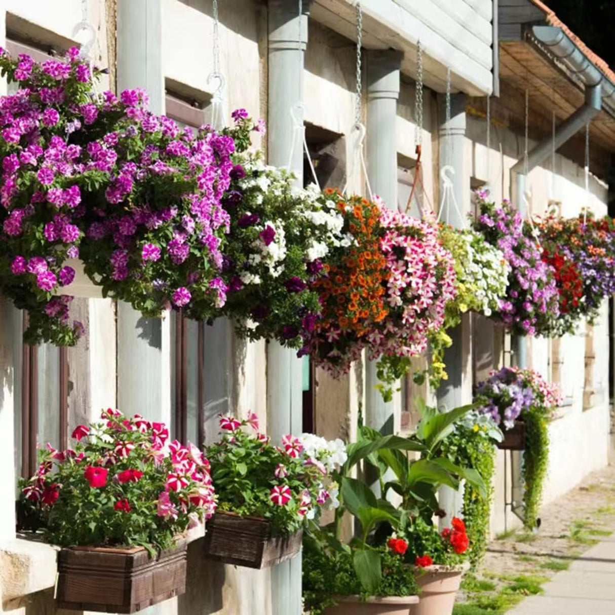 5000+ Semillas de Petunia Grandiflora para Jardín y Bonsai