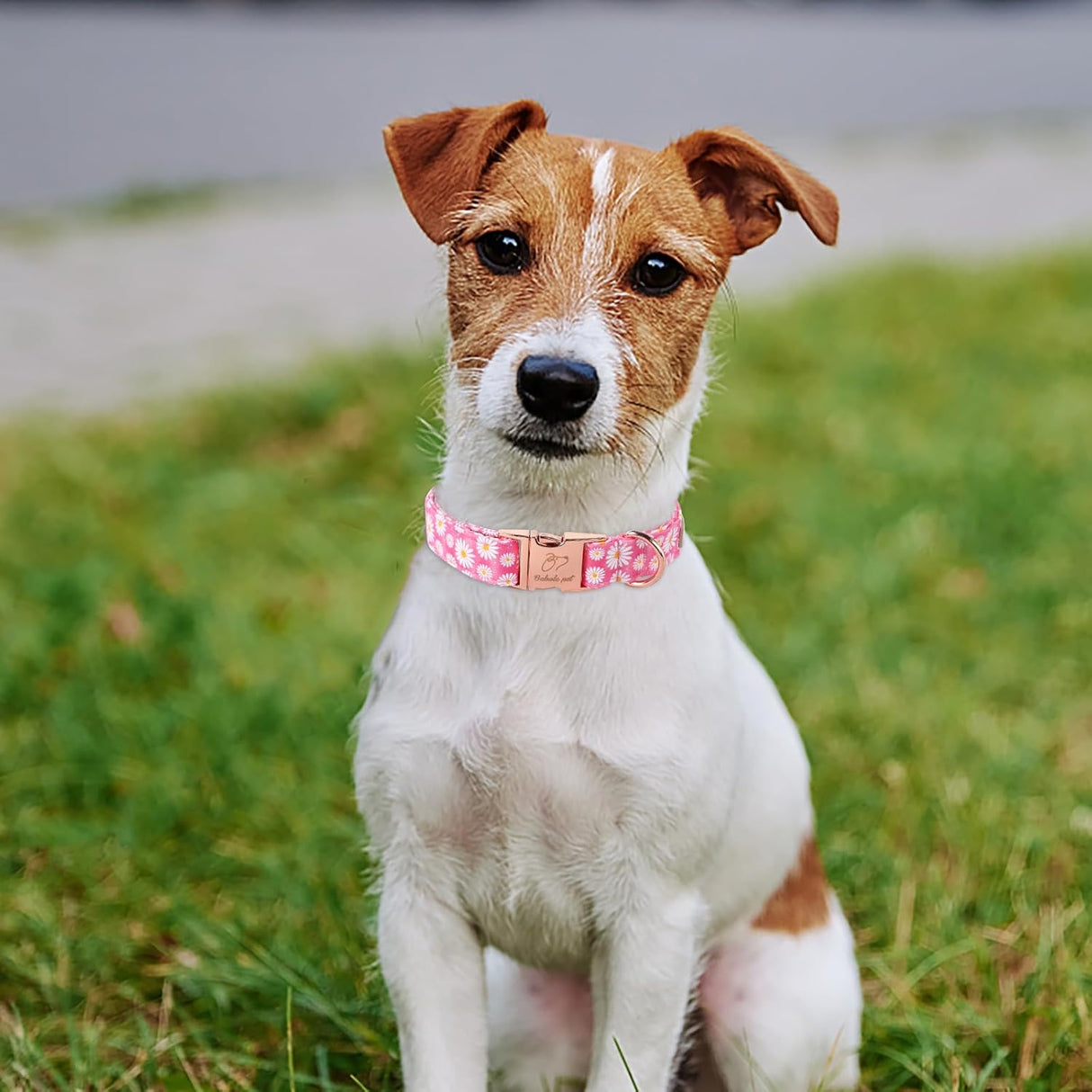 Collar de perro con hebilla metálica de seguridad ajustable