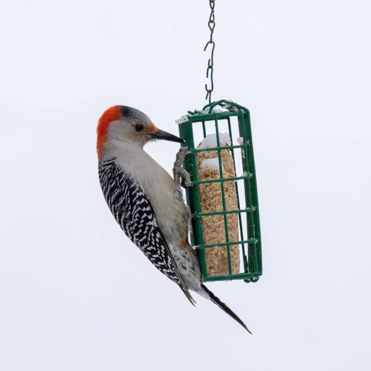 Alimentos para pajaros delicia de bayas 11.75 onzas ninguno