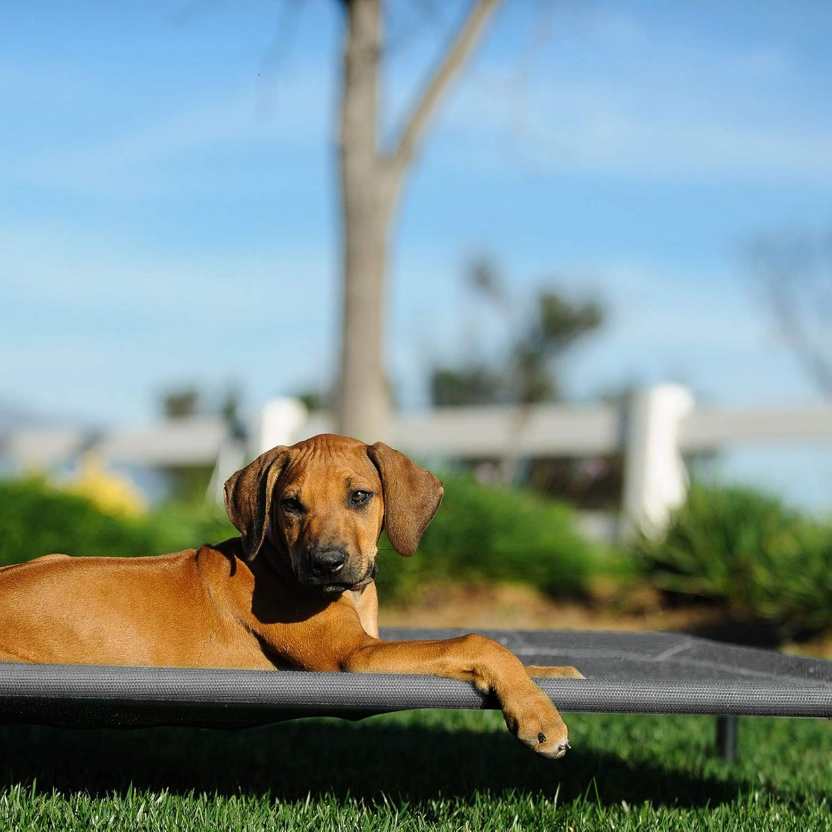 Cama Elevada para Perros Veehoo, Portátil, Mesh Lavable, CWC1803-L