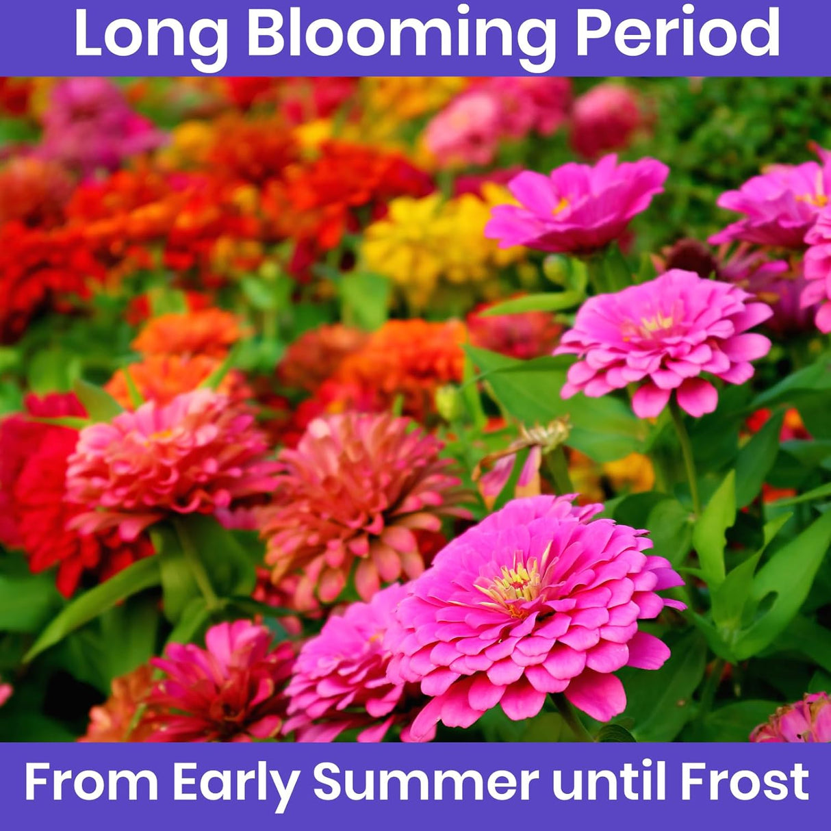 Semillas de Zinnia NatureZ, Pumila Mix, 4.2 g, al aire libre