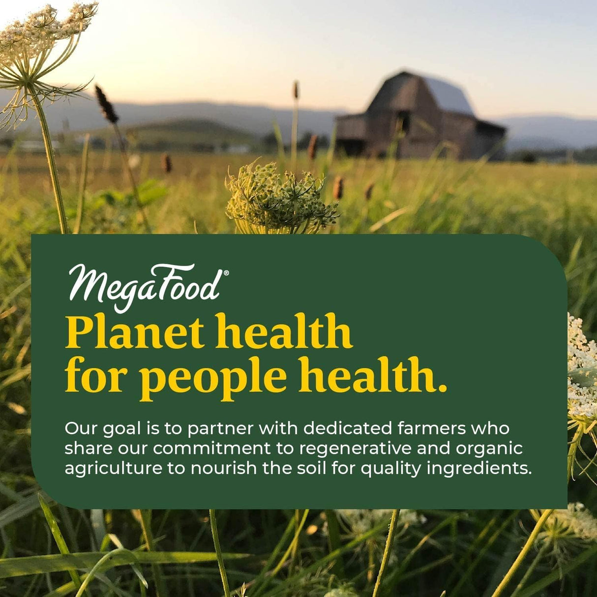 Suplemento Comprimidos de suplemento de hierro Blood Builder