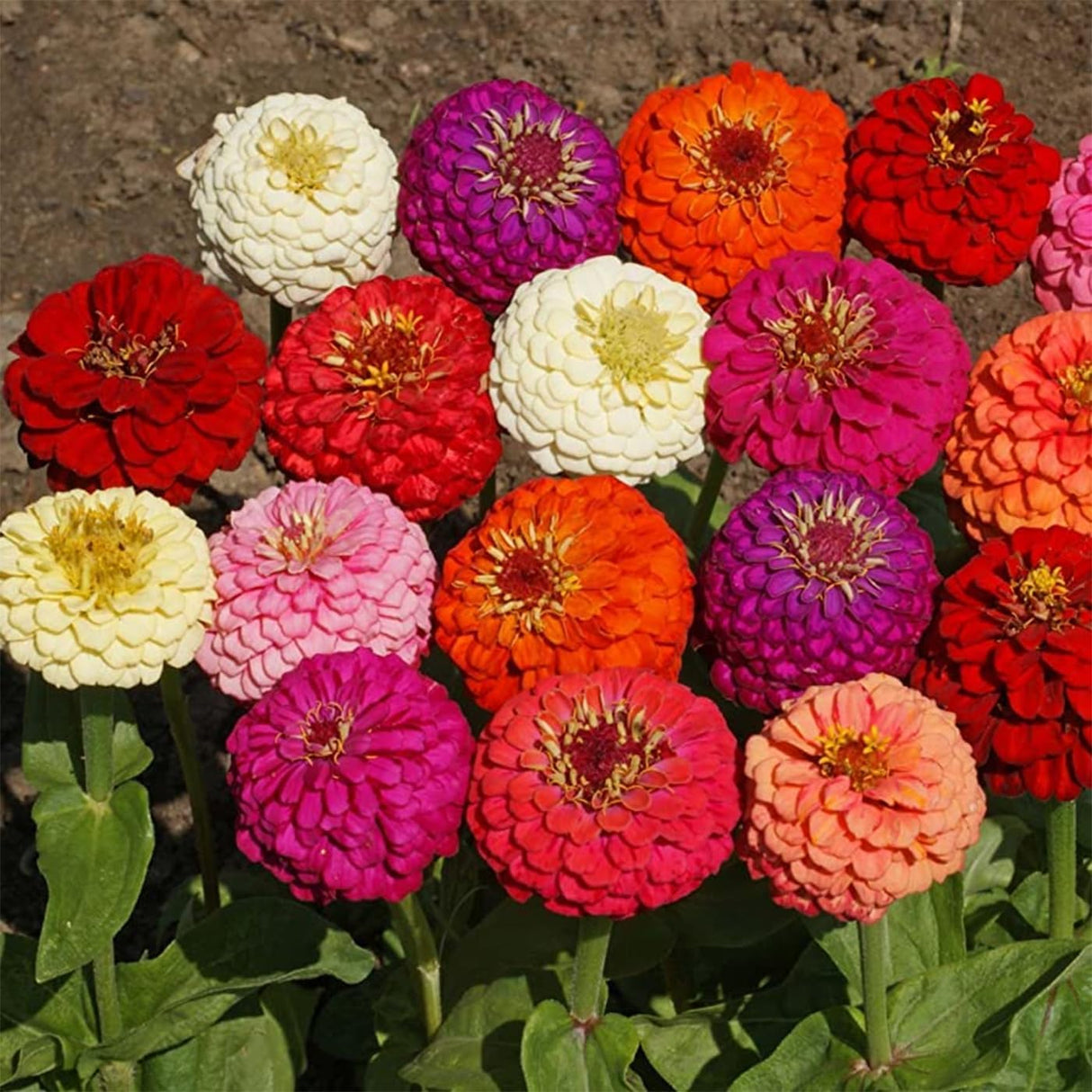 Semillas de Zinnia Elegans Heirloom - Mezcla Abundante 1000+