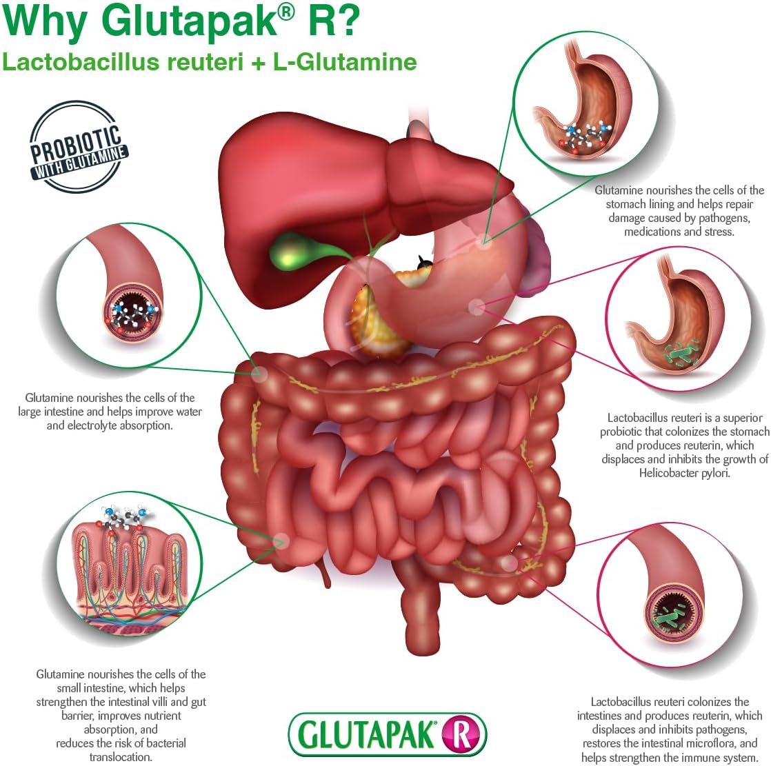 Probioticos R con Glutamina y Lactobacillus Reuteri - 3 Pkt