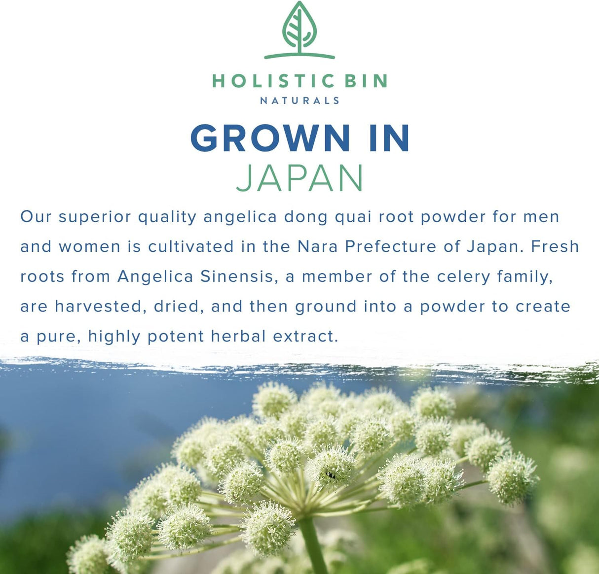 Suplemento Extracto en polvo de raíz de Dong Quai