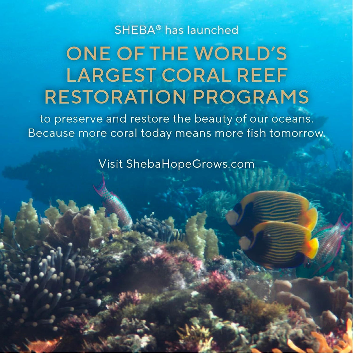 Bandejas de comida húmeda en salsa para gatos adultos