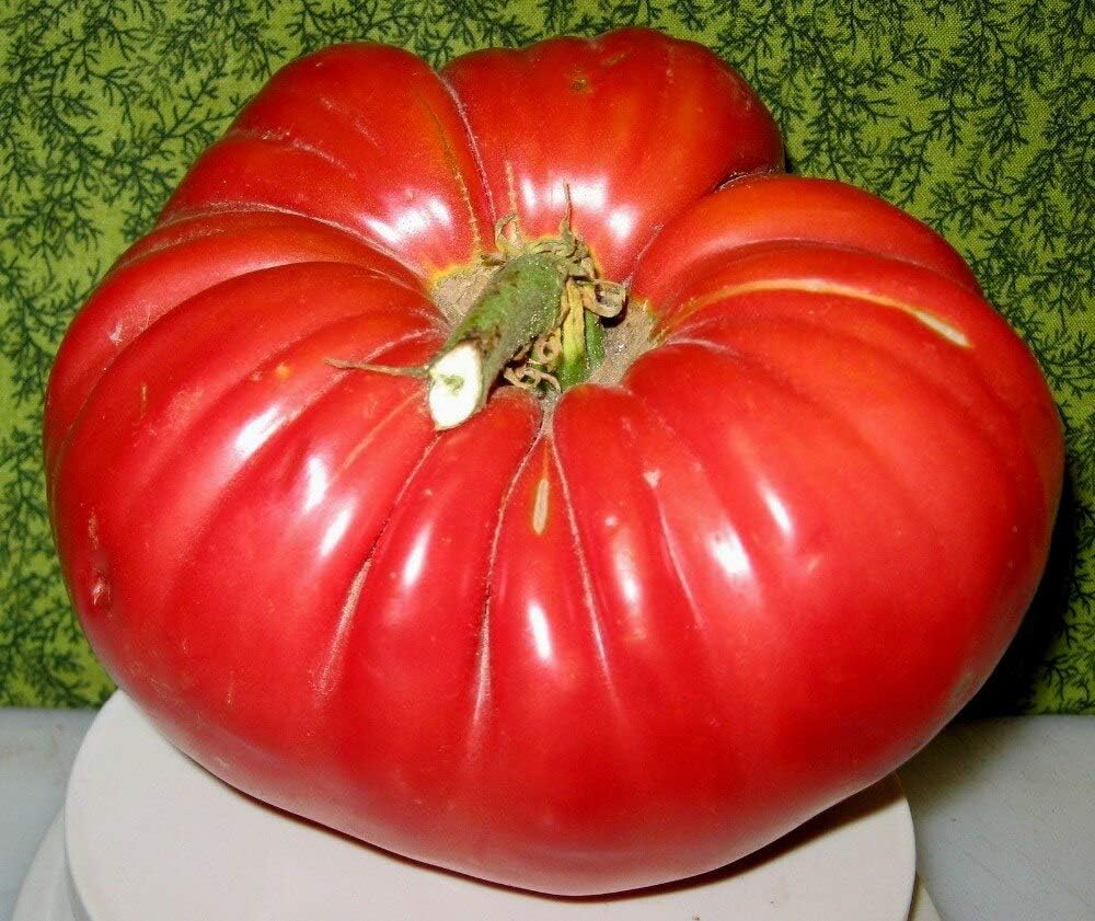 Semillas de Tomate Grande 100 lbs Non-GMO - 25 Semillas