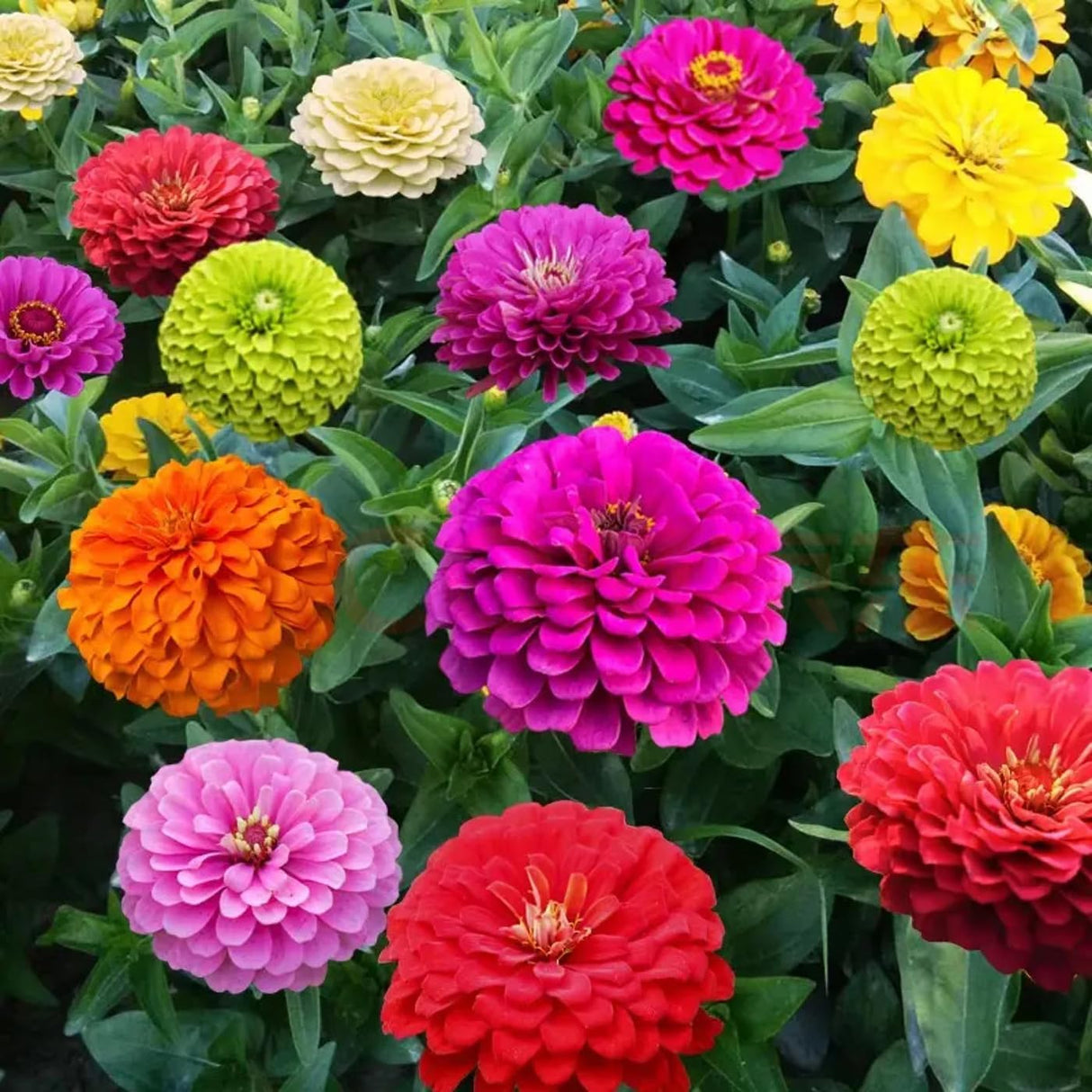 Semillas de Zinnia Elegans Heirloom - Mezcla Abundante 1000+