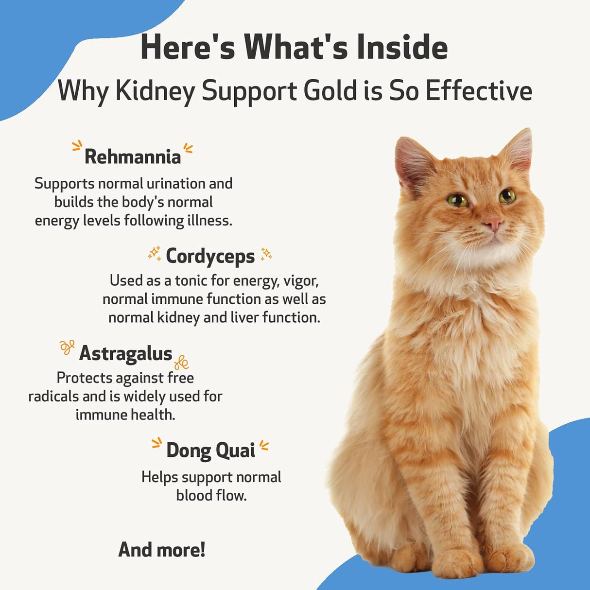 Suplementos Apoyo natural para la salud de riñón