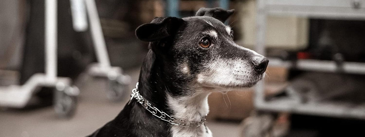 Collar de adiestramiento HS HERM. SPRENGER, acero inoxidable, 4mm