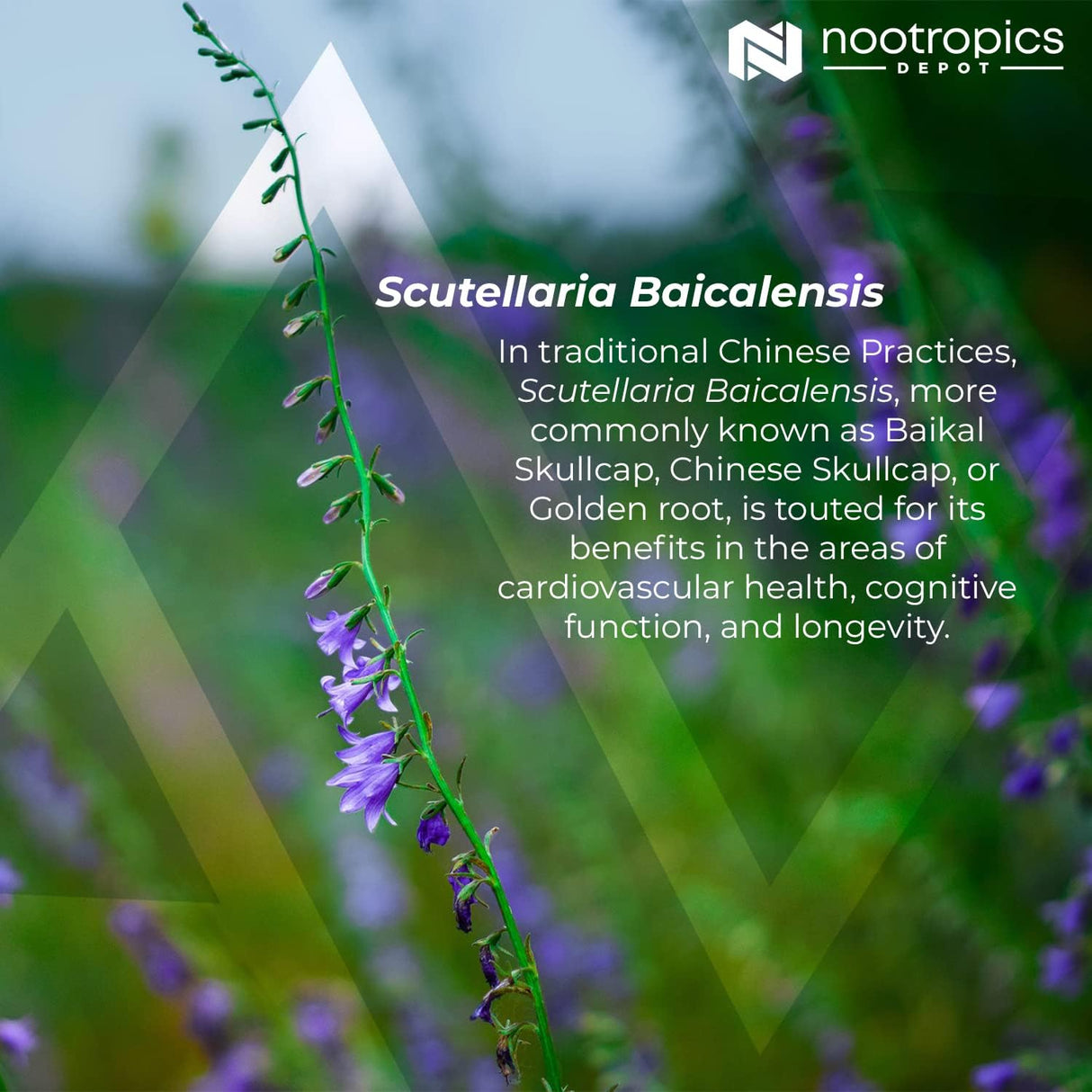 Tabletas de extracto de escutelaria Baikal 250 mg Nootropics