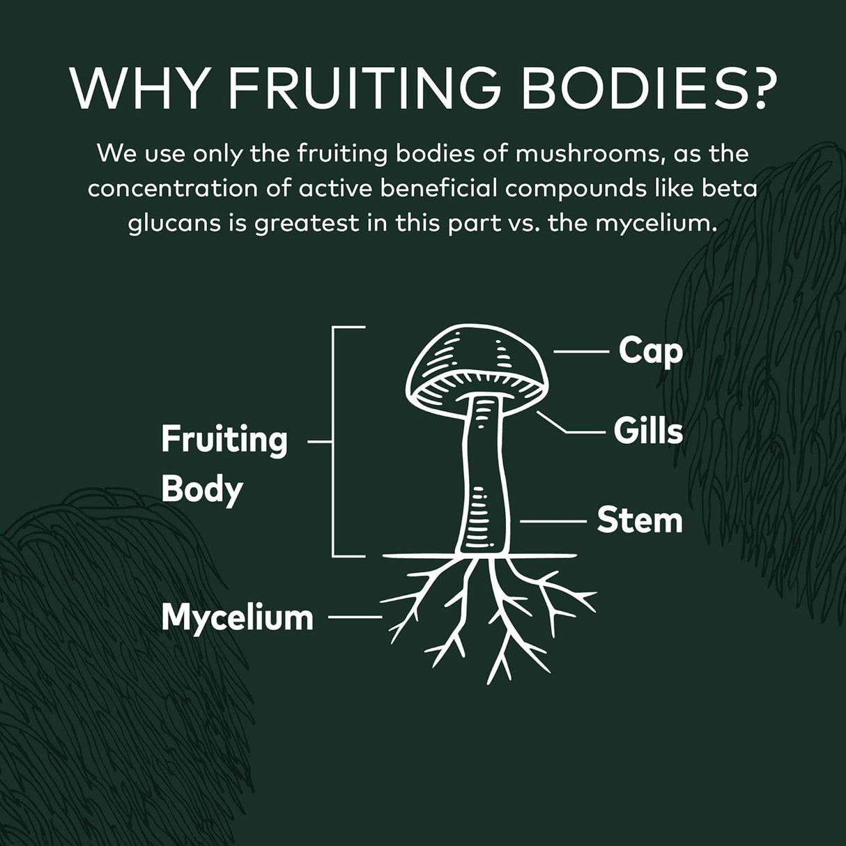 Suplementos Alimenticios Suplemento de apoyo cerebral
