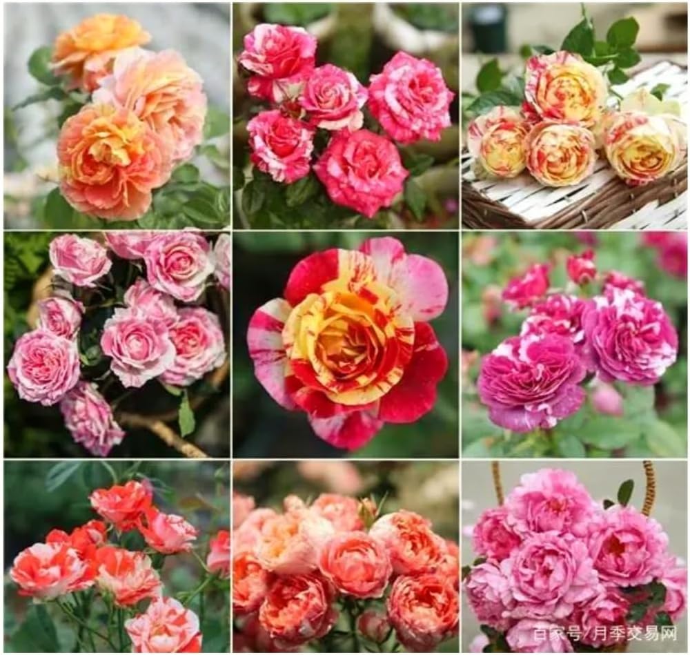 100+ Semillas de Rosa - Perennes, Trepadoras, Fragantes