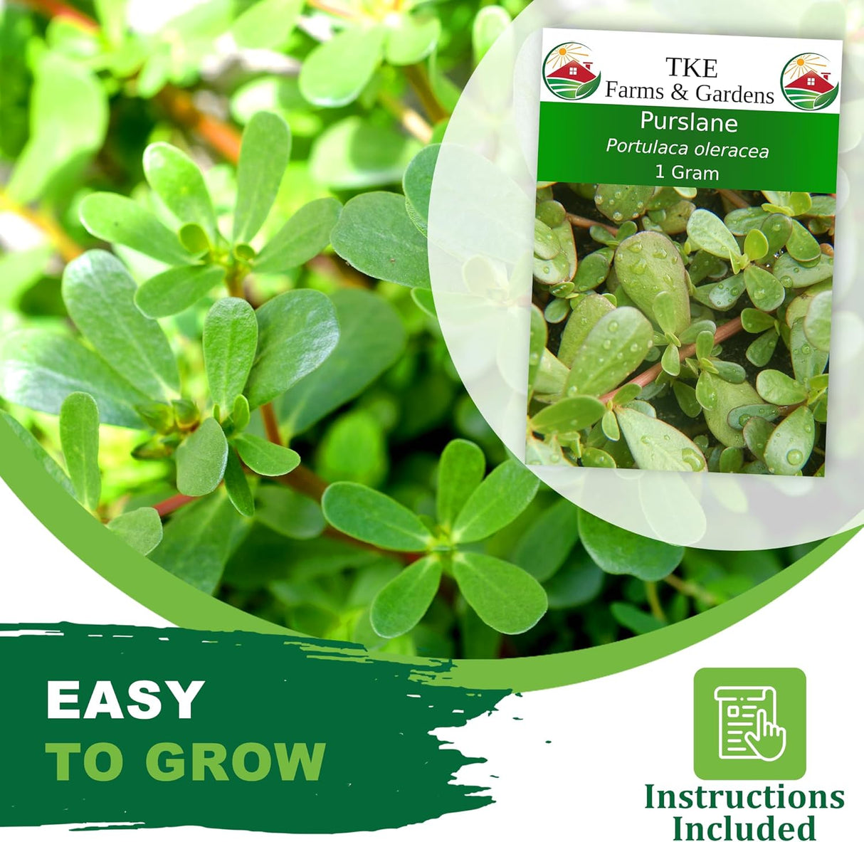 Semillas de Purslane - TKE Farms, 2000+ Semillas No GMO