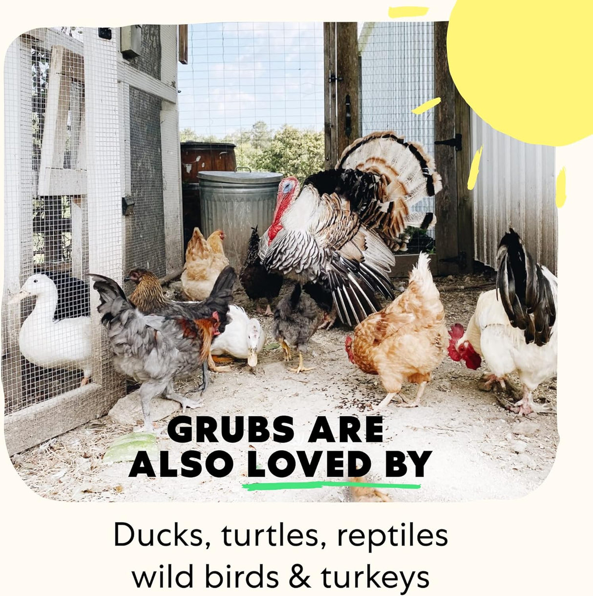 Más saludable que los gusanos de harina para pollos