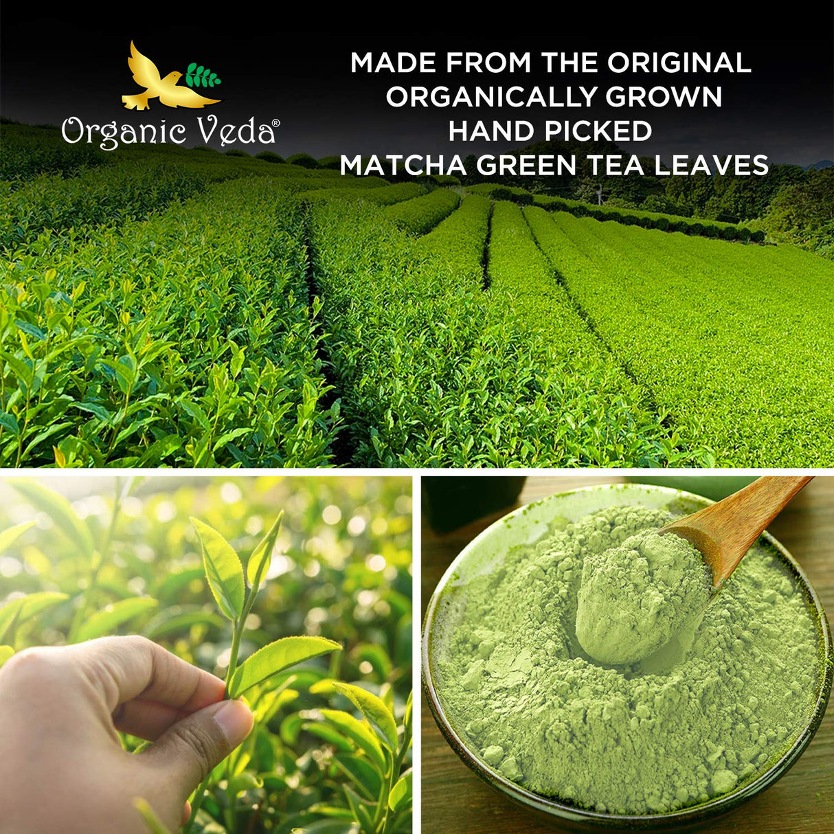 Polvo de Té Verde Matcha Culinario Orgánico y Antioxidante