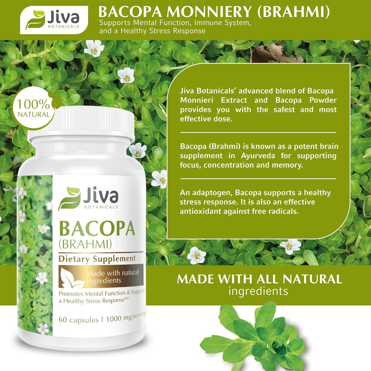 Suplemento Cápsulas de Bacopa Monnieri/Brahmi 300 mg