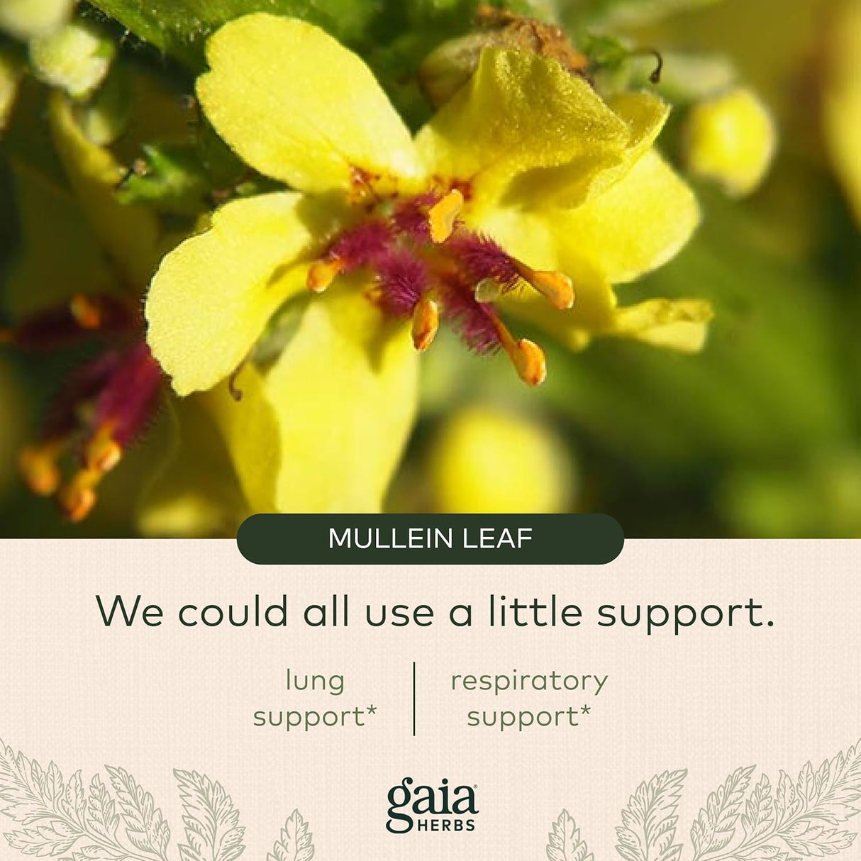 Suplemento de apoyo pulmonar para ayudar a mantener la salud