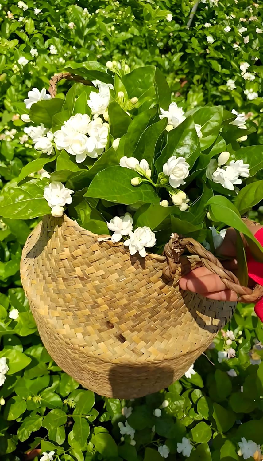 50 Semillas de Jazmín para Plantar - Flores Fragantes - Jardín