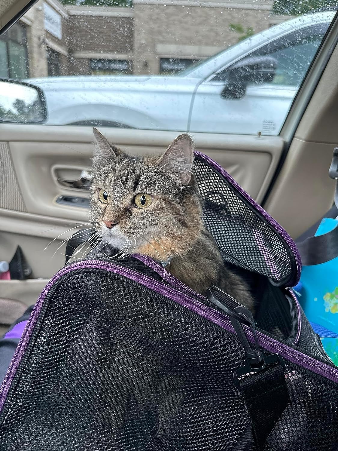 Transportín Petisfam para gatos y perros pequeños, fácil uso