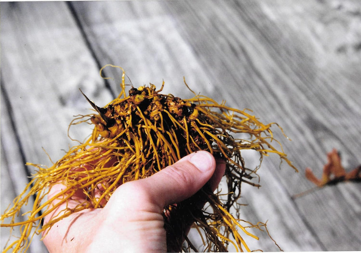 Suplemento Polvo de raíz Goldenseal 0.49 oz 1/2 onza