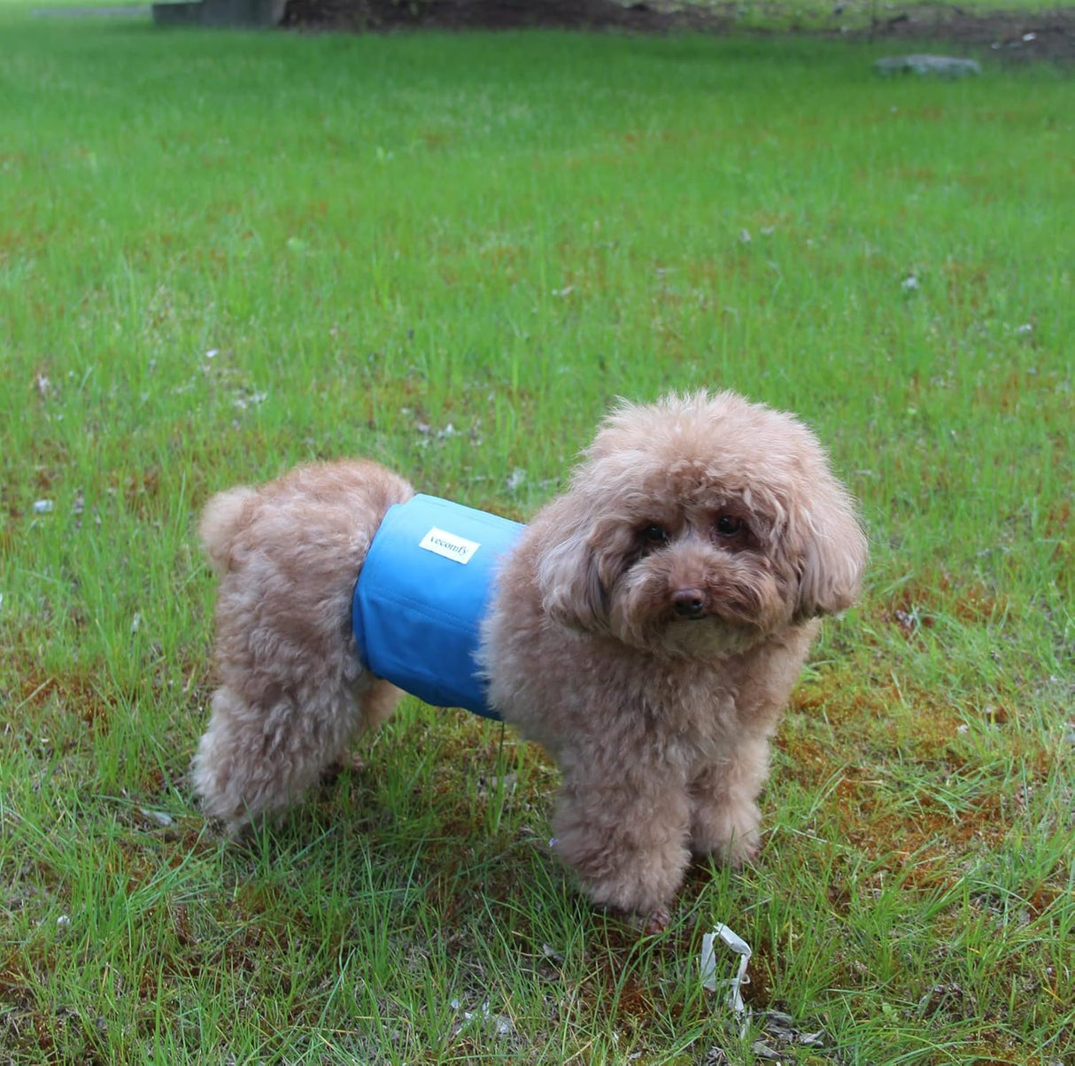 Vecomfy Bandas para vientre para perros macho de primera calidad