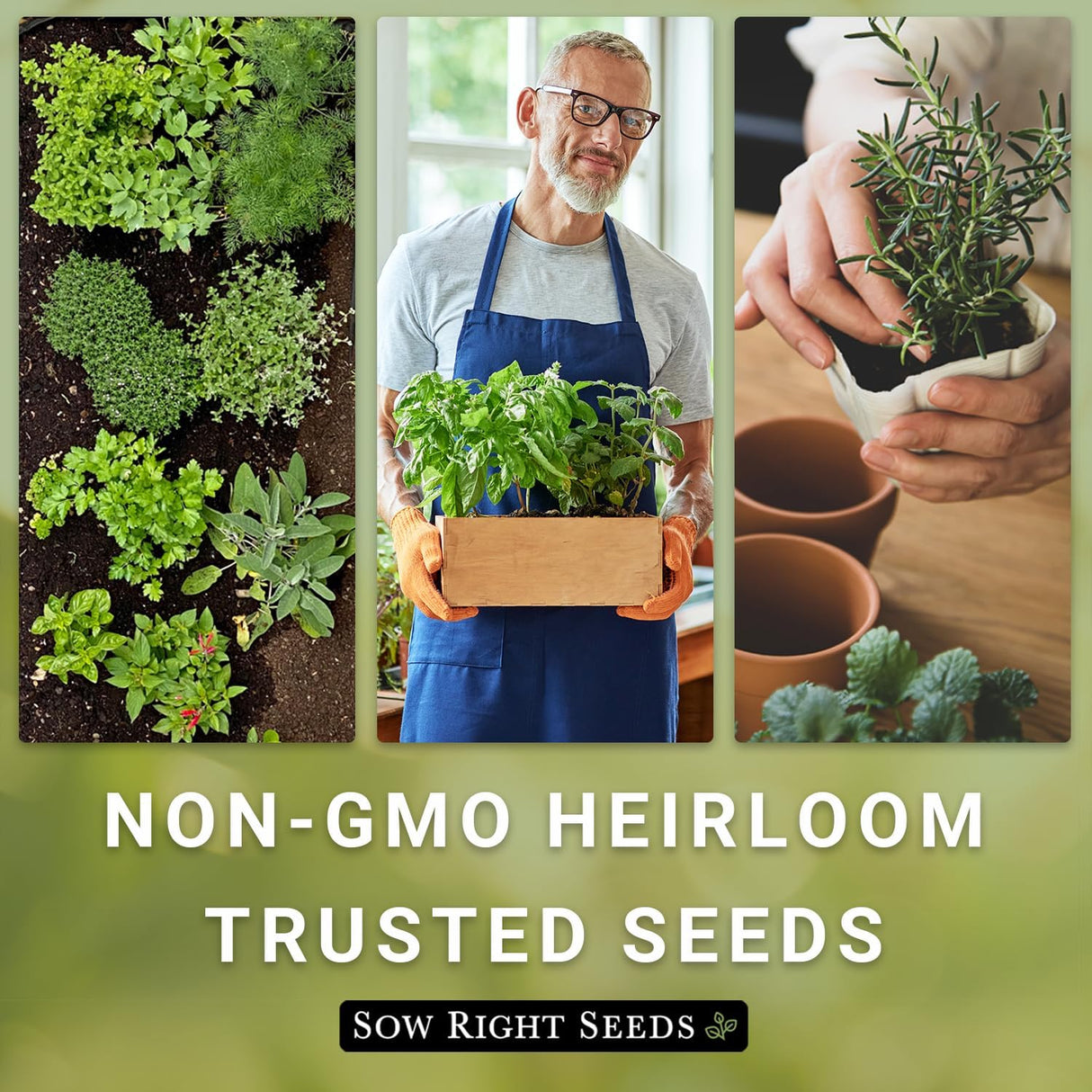 Semillas de Lemongrass - Sow Right Seeds - No GMO, Heirloom