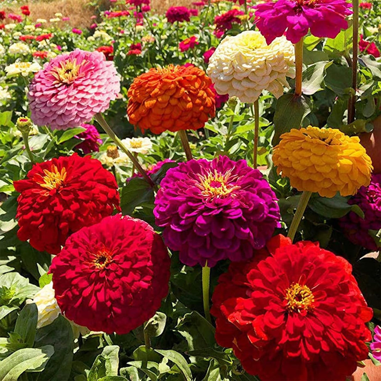 Semillas de Zinnia Elegans Heirloom - Mezcla Abundante 1000+